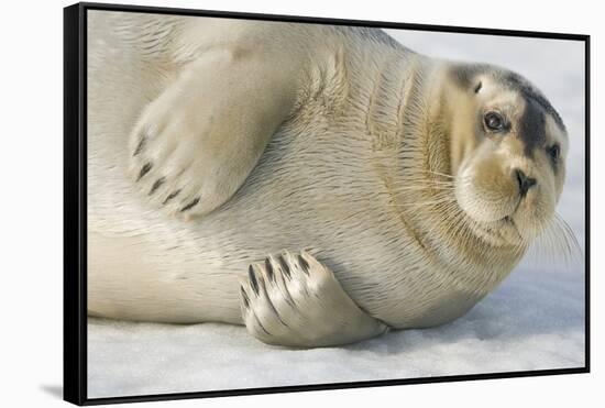Norway, Spitsbergen, Greenland Sea. Bearded Seal Pup Rests on Sea Ice-Steve Kazlowski-Framed Stretched Canvas