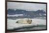 Norway, Spitsbergen, Greenland Sea. Bearded Seal Pup Rests on Sea Ice-Steve Kazlowski-Framed Photographic Print