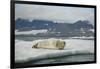 Norway, Spitsbergen, Greenland Sea. Bearded Seal Pup Rests on Sea Ice-Steve Kazlowski-Framed Photographic Print