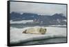 Norway, Spitsbergen, Greenland Sea. Bearded Seal Pup Rests on Sea Ice-Steve Kazlowski-Framed Stretched Canvas