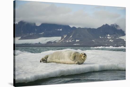 Norway, Spitsbergen, Greenland Sea. Bearded Seal Pup Rests on Sea Ice-Steve Kazlowski-Stretched Canvas