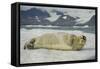 Norway, Spitsbergen, Greenland Sea. Bearded Seal Pup Rests on Sea Ice-Steve Kazlowski-Framed Stretched Canvas