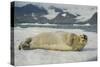 Norway, Spitsbergen, Greenland Sea. Bearded Seal Pup Rests on Sea Ice-Steve Kazlowski-Stretched Canvas