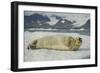 Norway, Spitsbergen, Greenland Sea. Bearded Seal Pup Rests on Sea Ice-Steve Kazlowski-Framed Photographic Print