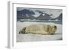 Norway, Spitsbergen, Greenland Sea. Bearded Seal Pup Rests on Sea Ice-Steve Kazlowski-Framed Photographic Print