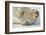 Norway, Spitsbergen, Greenland Sea. Bearded Seal Pup Rests on Sea Ice-Steve Kazlowski-Framed Photographic Print