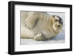 Norway, Spitsbergen, Greenland Sea. Bearded Seal Pup Rests on Sea Ice-Steve Kazlowski-Framed Photographic Print