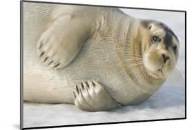 Norway, Spitsbergen, Greenland Sea. Bearded Seal Pup Rests on Sea Ice-Steve Kazlowski-Mounted Photographic Print