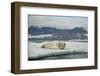 Norway, Spitsbergen, Greenland Sea. Bearded Seal Pup Rests on Sea Ice-Steve Kazlowski-Framed Photographic Print