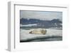 Norway, Spitsbergen, Greenland Sea. Bearded Seal Pup Rests on Sea Ice-Steve Kazlowski-Framed Photographic Print