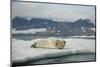 Norway, Spitsbergen, Greenland Sea. Bearded Seal Pup Rests on Sea Ice-Steve Kazlowski-Mounted Photographic Print