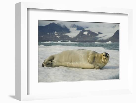 Norway, Spitsbergen, Greenland Sea. Bearded Seal Pup Rests on Sea Ice-Steve Kazlowski-Framed Photographic Print