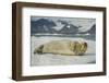 Norway, Spitsbergen, Greenland Sea. Bearded Seal Pup Rests on Sea Ice-Steve Kazlowski-Framed Premium Photographic Print