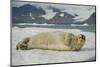 Norway, Spitsbergen, Greenland Sea. Bearded Seal Pup Rests on Sea Ice-Steve Kazlowski-Mounted Premium Photographic Print