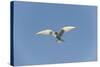 Norway, Spitsbergen, Longyearbyen. Arctic Tern Adult in Flight-Steve Kazlowski-Stretched Canvas