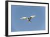 Norway, Spitsbergen, Longyearbyen. Arctic Tern Adult in Flight-Steve Kazlowski-Framed Photographic Print