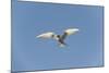 Norway, Spitsbergen, Longyearbyen. Arctic Tern Adult in Flight-Steve Kazlowski-Mounted Photographic Print