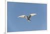 Norway, Spitsbergen, Longyearbyen. Arctic Tern Adult in Flight-Steve Kazlowski-Framed Photographic Print