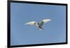 Norway, Spitsbergen, Longyearbyen. Arctic Tern Adult in Flight-Steve Kazlowski-Framed Photographic Print