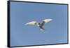 Norway, Spitsbergen, Longyearbyen. Arctic Tern Adult in Flight-Steve Kazlowski-Framed Stretched Canvas