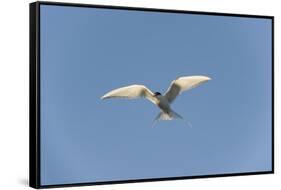 Norway, Spitsbergen, Longyearbyen. Arctic Tern Adult in Flight-Steve Kazlowski-Framed Stretched Canvas