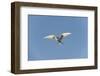 Norway, Spitsbergen, Longyearbyen. Arctic Tern Adult in Flight-Steve Kazlowski-Framed Photographic Print