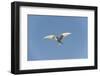 Norway, Spitsbergen, Longyearbyen. Arctic Tern Adult in Flight-Steve Kazlowski-Framed Photographic Print