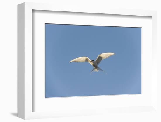 Norway, Spitsbergen, Longyearbyen. Arctic Tern Adult in Flight-Steve Kazlowski-Framed Photographic Print