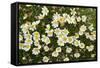 Norway, Spitsbergen. Mountain Aven Wildflowers in Bloom on the Tundra-Steve Kazlowski-Framed Stretched Canvas