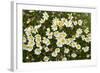 Norway, Spitsbergen. Mountain Aven Wildflowers in Bloom on the Tundra-Steve Kazlowski-Framed Photographic Print