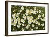 Norway, Spitsbergen. Mountain Aven Wildflowers in Bloom on the Tundra-Steve Kazlowski-Framed Photographic Print