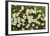 Norway, Spitsbergen. Mountain Aven Wildflowers in Bloom on the Tundra-Steve Kazlowski-Framed Photographic Print