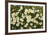 Norway, Spitsbergen. Mountain Aven Wildflowers in Bloom on the Tundra-Steve Kazlowski-Framed Photographic Print