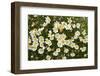 Norway, Spitsbergen. Mountain Aven Wildflowers in Bloom on the Tundra-Steve Kazlowski-Framed Photographic Print
