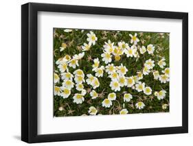 Norway, Spitsbergen. Mountain Aven Wildflowers in Bloom on the Tundra-Steve Kazlowski-Framed Photographic Print