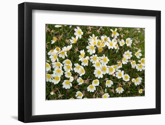 Norway, Spitsbergen. Mountain Aven Wildflowers in Bloom on the Tundra-Steve Kazlowski-Framed Photographic Print