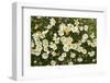 Norway, Spitsbergen. Mountain Aven Wildflowers in Bloom on the Tundra-Steve Kazlowski-Framed Photographic Print