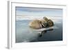 Norway, Spitsbergen, Nordauslandet. Walrus Group Rests on Sea Ice-Steve Kazlowski-Framed Photographic Print