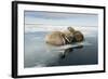 Norway, Spitsbergen, Nordauslandet. Walrus Group Rests on Sea Ice-Steve Kazlowski-Framed Photographic Print