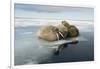 Norway, Spitsbergen, Nordauslandet. Walrus Group Rests on Sea Ice-Steve Kazlowski-Framed Photographic Print