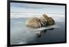 Norway, Spitsbergen, Nordauslandet. Walrus Group Rests on Sea Ice-Steve Kazlowski-Framed Photographic Print