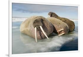 Norway, Spitsbergen, Nordauslandet. Walrus Group Rests on Sea Ice-Steve Kazlowski-Framed Photographic Print