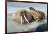 Norway, Spitsbergen, Nordauslandet. Walrus Group Rests on Sea Ice-Steve Kazlowski-Framed Photographic Print