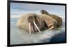 Norway, Spitsbergen, Nordauslandet. Walrus Group Rests on Sea Ice-Steve Kazlowski-Framed Photographic Print