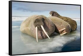 Norway, Spitsbergen, Nordauslandet. Walrus Group Rests on Sea Ice-Steve Kazlowski-Framed Stretched Canvas