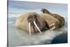 Norway, Spitsbergen, Nordauslandet. Walrus Group Rests on Sea Ice-Steve Kazlowski-Stretched Canvas