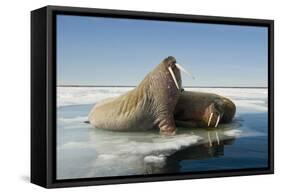 Norway, Spitsbergen, Nordauslandet. Walrus Group Rests on Sea Ice-Steve Kazlowski-Framed Stretched Canvas