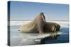 Norway, Spitsbergen, Nordauslandet. Walrus Group Rests on Sea Ice-Steve Kazlowski-Stretched Canvas