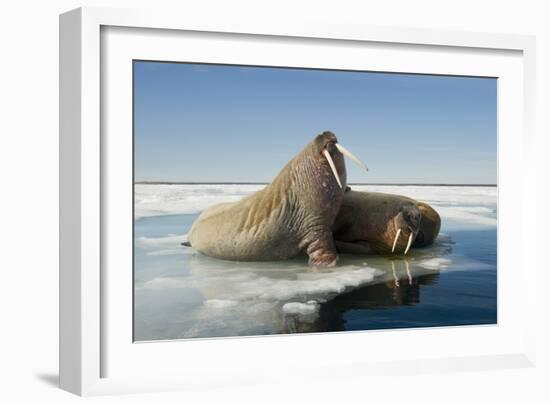 Norway, Spitsbergen, Nordauslandet. Walrus Group Rests on Sea Ice-Steve Kazlowski-Framed Photographic Print