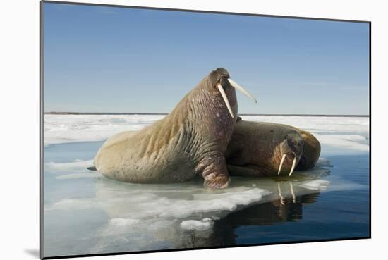 Norway, Spitsbergen, Nordauslandet. Walrus Group Rests on Sea Ice-Steve Kazlowski-Mounted Photographic Print